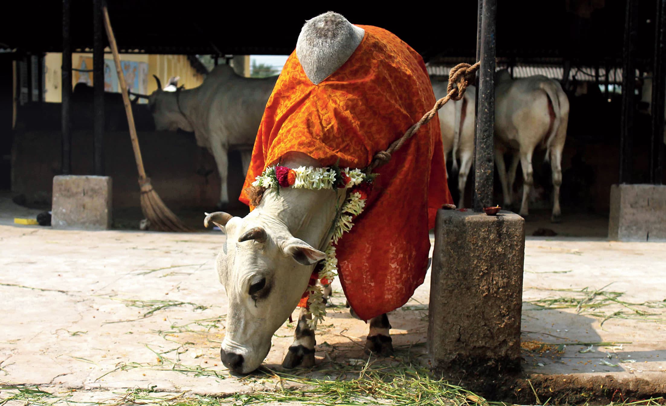 गौ शाला
